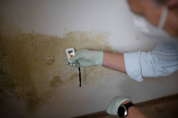 Why You Should Choose Our Mold Remediation Services in Fountain Hill, PA